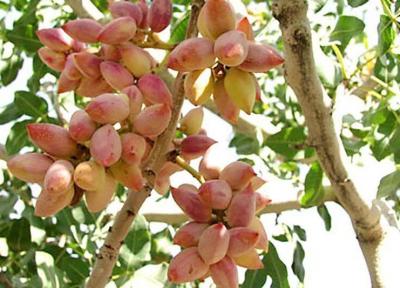 خبرنگاران 35 محتوای تولیدی جشنواره پسته دامغان در فضای مجازی منتشر شد
