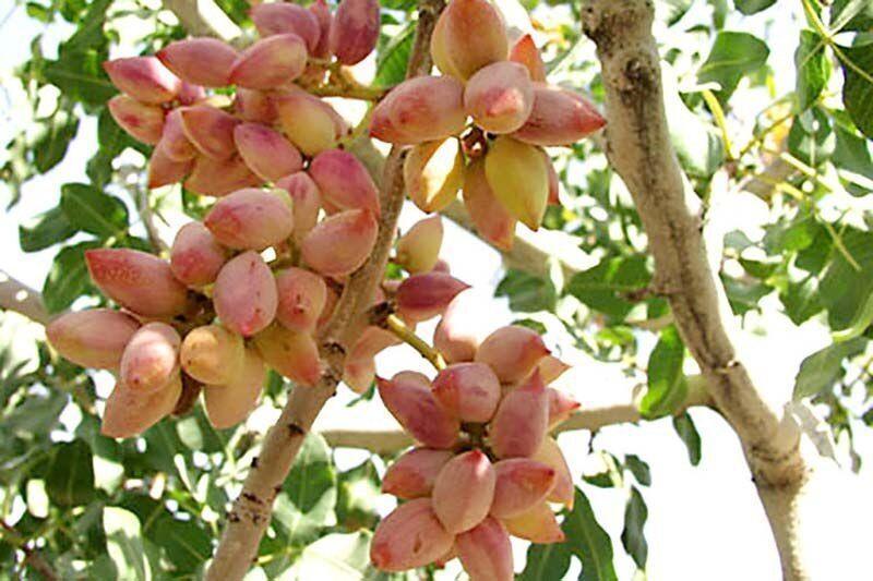 خبرنگاران 35 محتوای تولیدی جشنواره پسته دامغان در فضای مجازی خبرنگاران 35 محتوای تولیدی جشنواره پسته دامغان در فضای مجازی منتشر شد