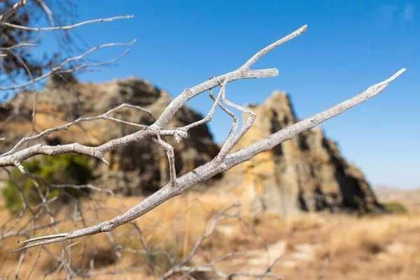 نامرئی ترین جانور!