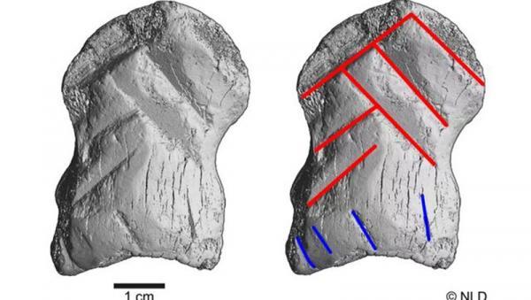 کشف اثر هنری که نئاندرتال ها خلق کردند کشف اثر هنری که نئاندرتال ها خلق کردند