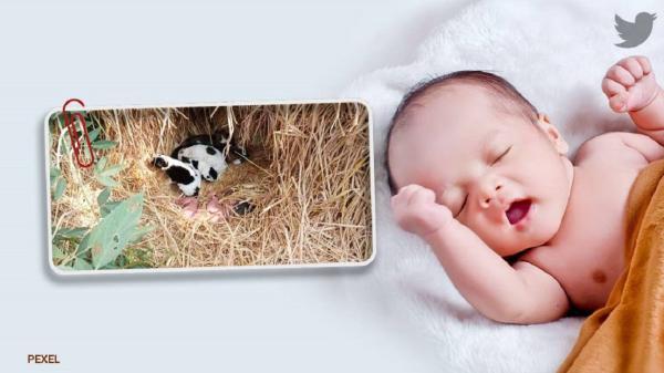 مراقبت سگ مادر از نوزاد رها شده مراقبت سگ مادر از نوزاد رها شده