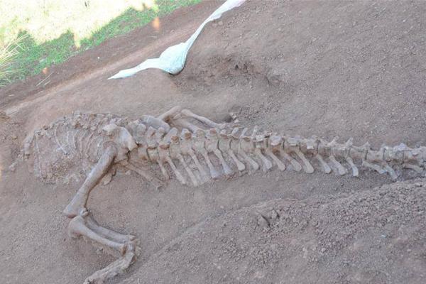 پیدا شدن فسیل های 40هزارساله در شهرستان محلات پیدا شدن فسیل های 40هزارساله در شهرستان محلات