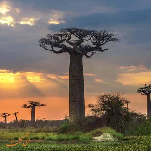 همه چیز در خصوص درخت افسانه ای آفریقا، بائوباب