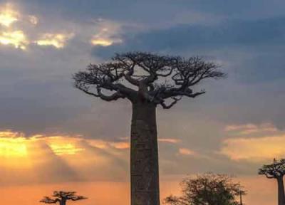 همه چیز در خصوص درخت افسانه ای آفریقا، بائوباب