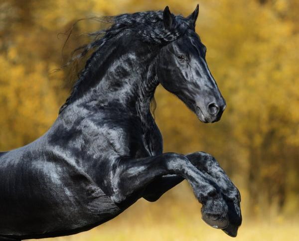 زیباترین اسب دنیا؛ این اسب از افسانه ها آمده است