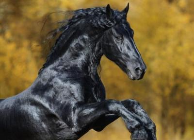 زیباترین اسب دنیا؛ این اسب از افسانه ها آمده است