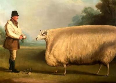 راز گاو و گوسفند های مستطیلی در این نقاشی های 150 ساله