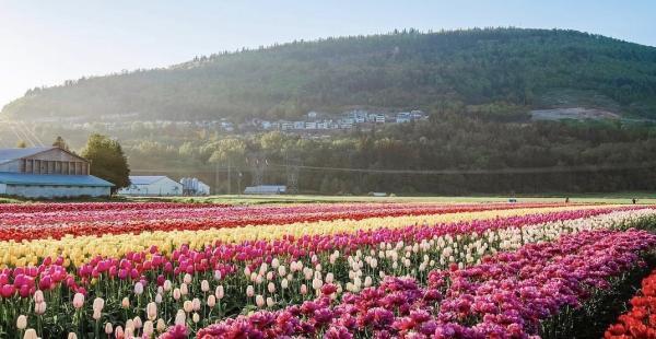 تنها بازدیدکننده فستیوال Abbotsford Tulip باشید! تنها بازدیدکننده فستیوال Abbotsford Tulip باشید!